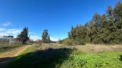Photo 4 of Land for sale in Carretera Carretera Utrera Los Palacios, Estación - La Fontanilla - El Tinte, Utrera