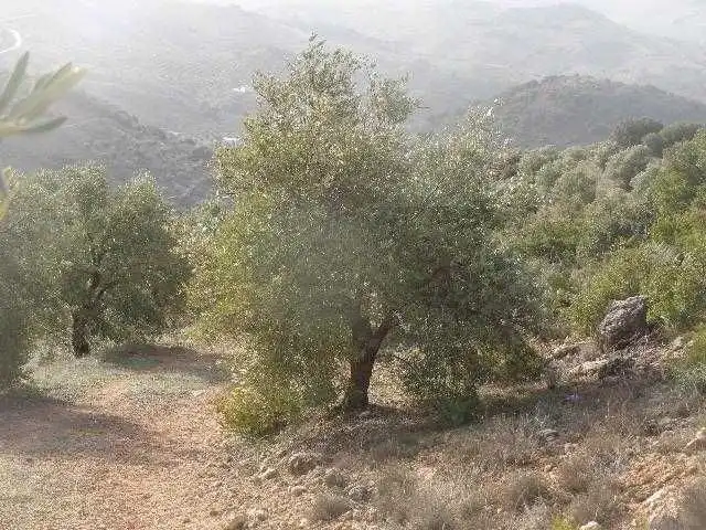 Terreni e lotti in vendita a Huelma, imagen 7