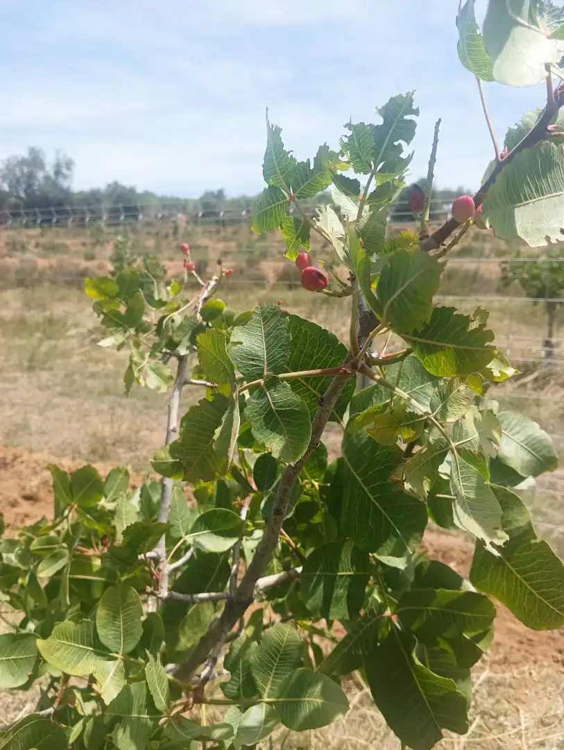 Jardín de Terreno en venta en Riudecols