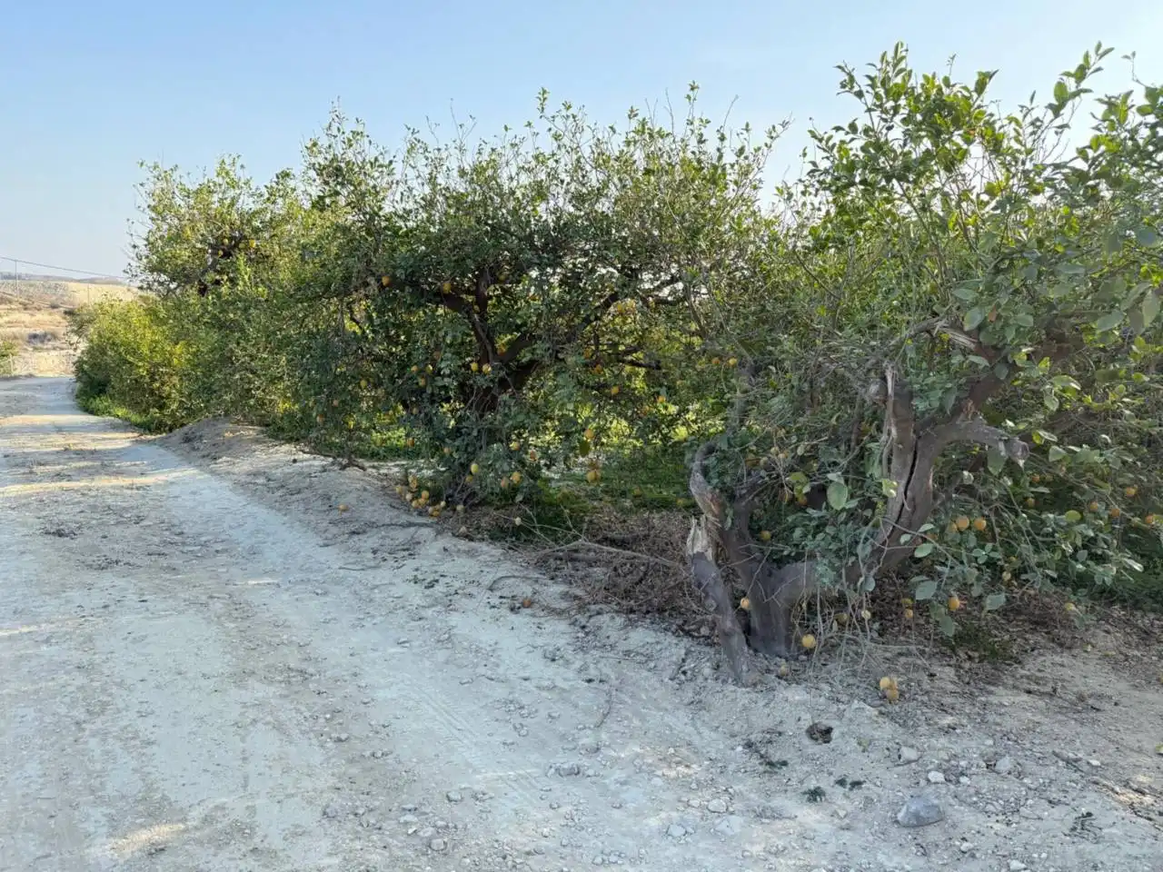 Residential land for sale in Villanueva del Río Segura, imagen 2