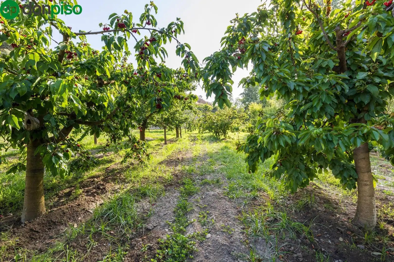 Terreno en venta en Paseo Paseo Duquesa, Pinos Genil