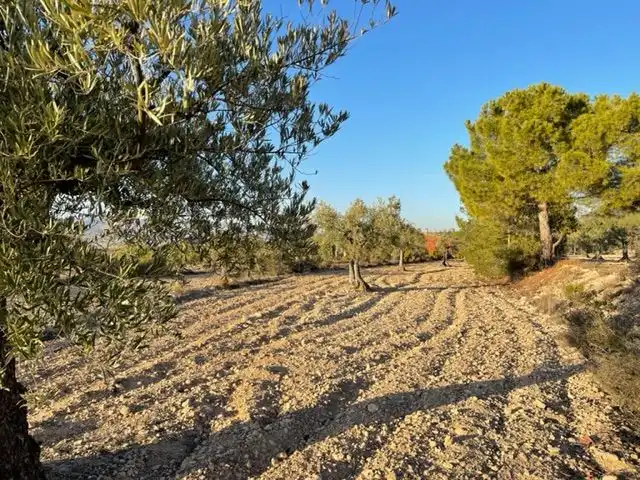 Rural land for sale in Biar, imagen 7