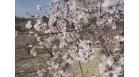 Venta de terreno amplio en Férez, immagine 2