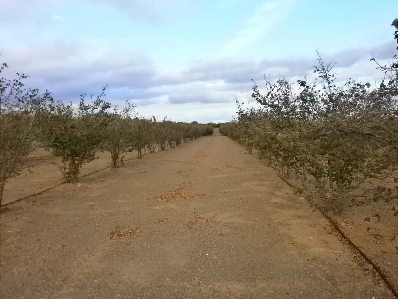 Rural land for sale in Carrer Pont del Cinto, imagen 12