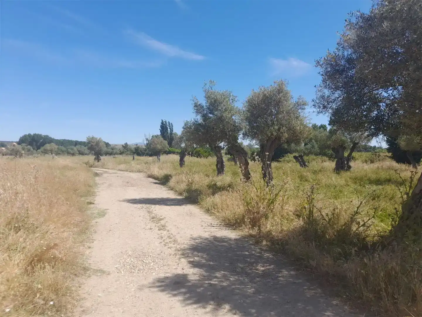 Terreno en venta en Casillas de Coria