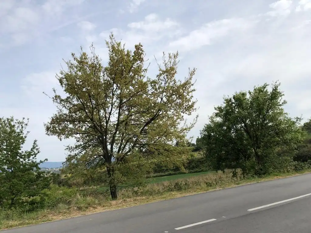 Rustikales Grundstück zum Verkauf in ORSES, imagen 14