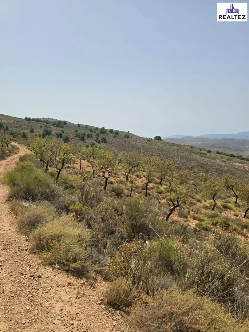 Terrain rustique à vendre à Alcolea, imagen 7