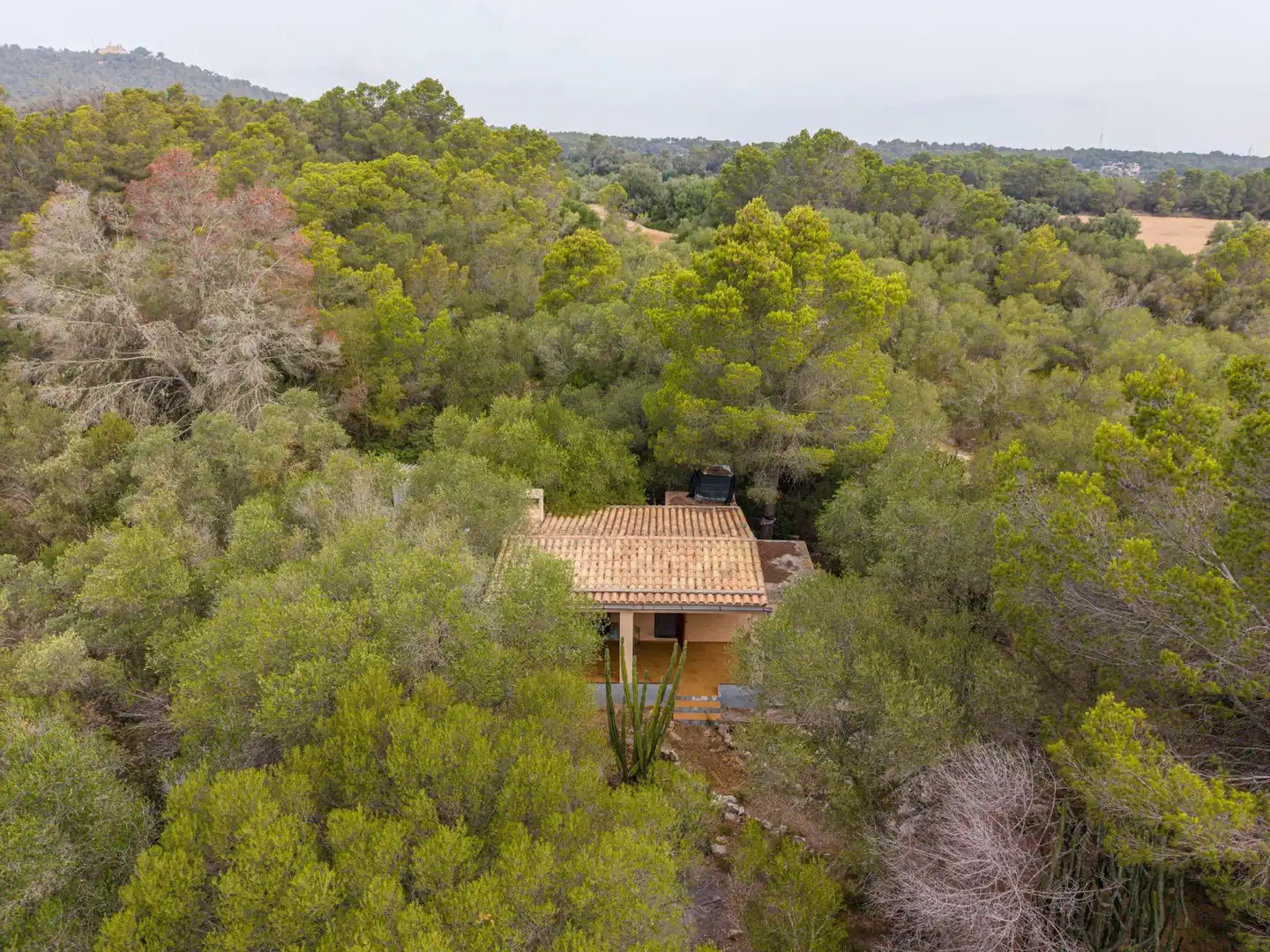 Vista exterior de Finca rústica en venda en Petra amb Jardí privat, Terrassa i Traster