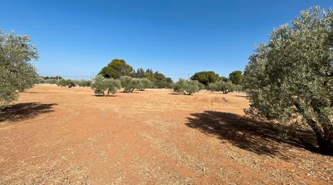 Photo 3 of Land for sale in Carretera Yedra, Baeza, Jaén