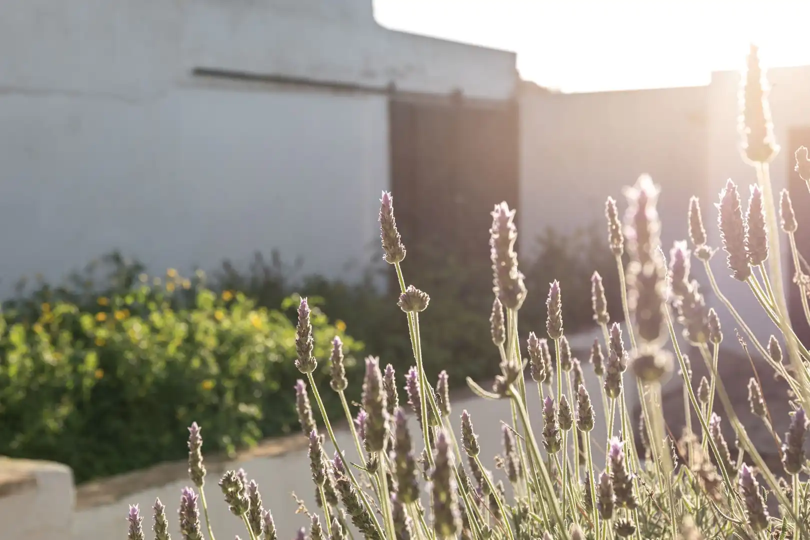 Jardín de Casa o chalet en venta en Vilafranca de Bonany