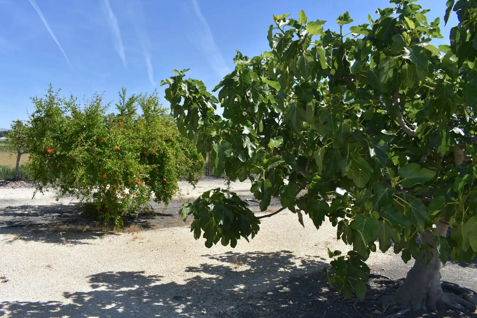 Finca rústica en venda a Eucaliptus - Poble Nou del Delta