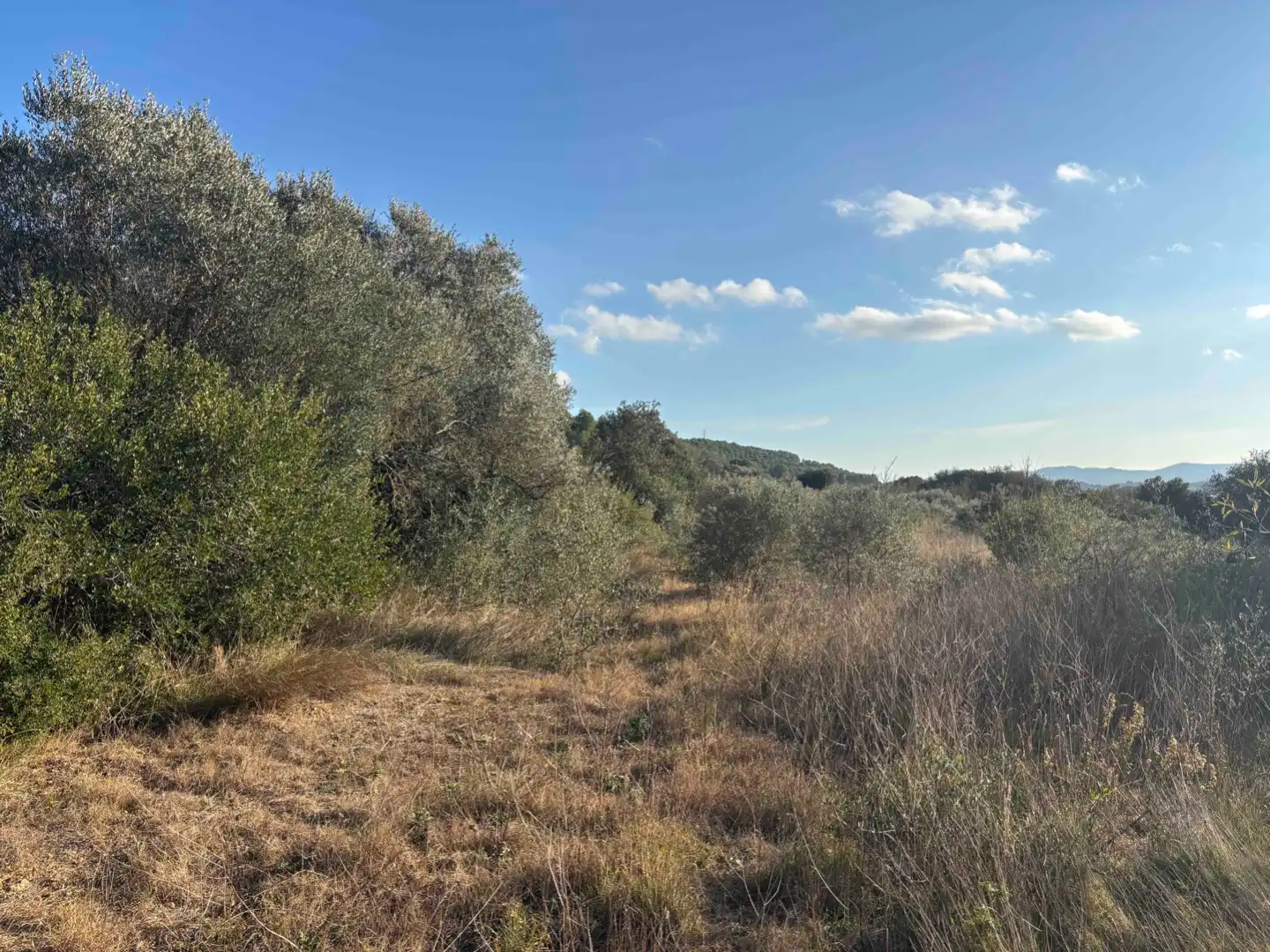 Terreny rústic en venda a Camino de Llabia a Palau S-numero, imagen 12