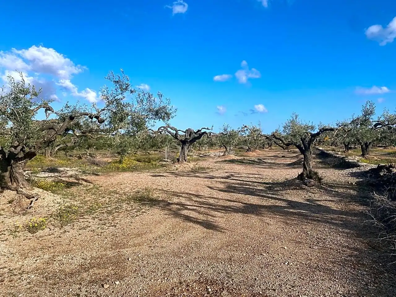 Terreno rustico in vendita a Burgà, imagen 20