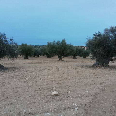 Terreno en Venta en Mascaraque