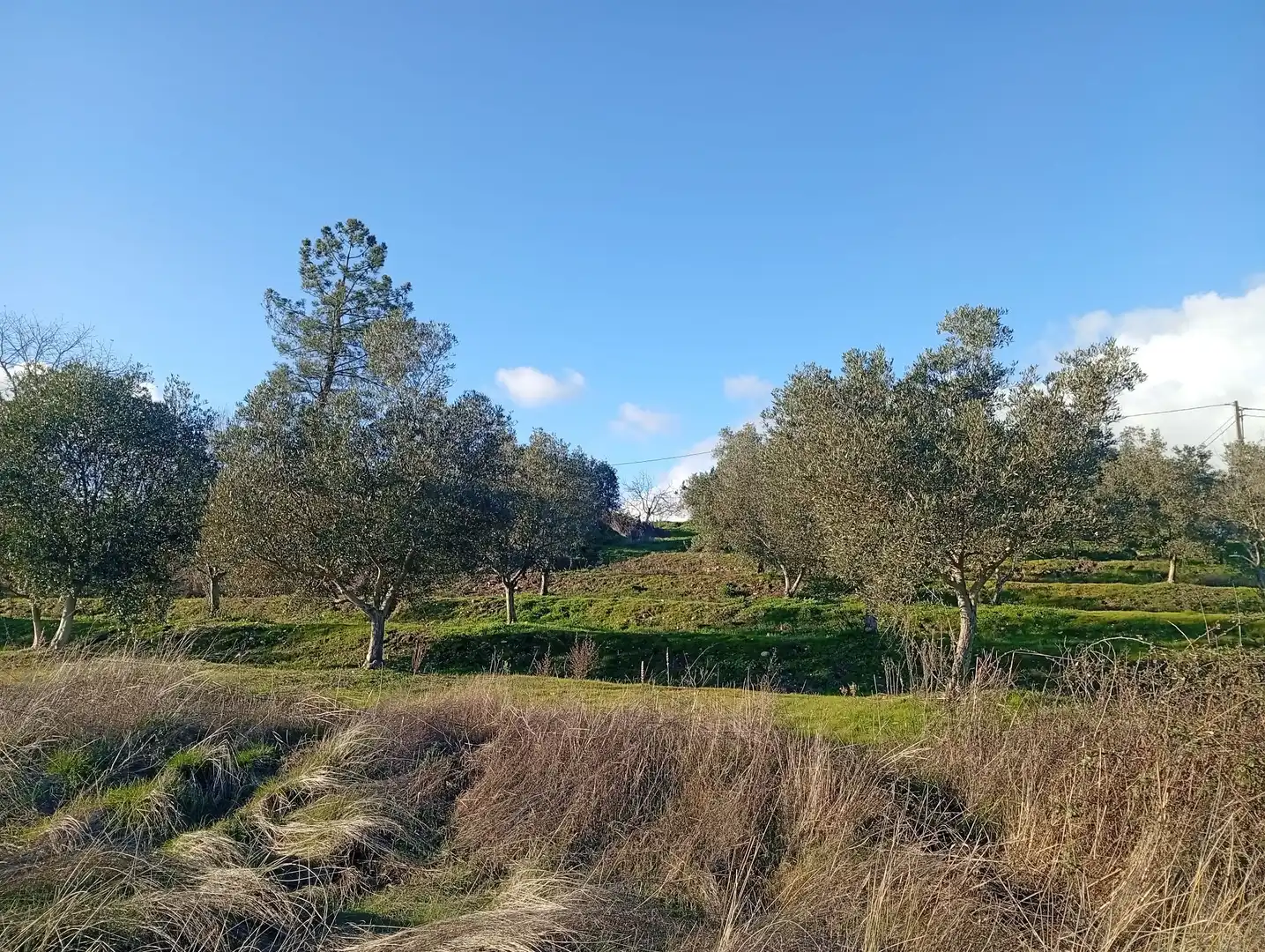 Land for sale in Losar de la Vera