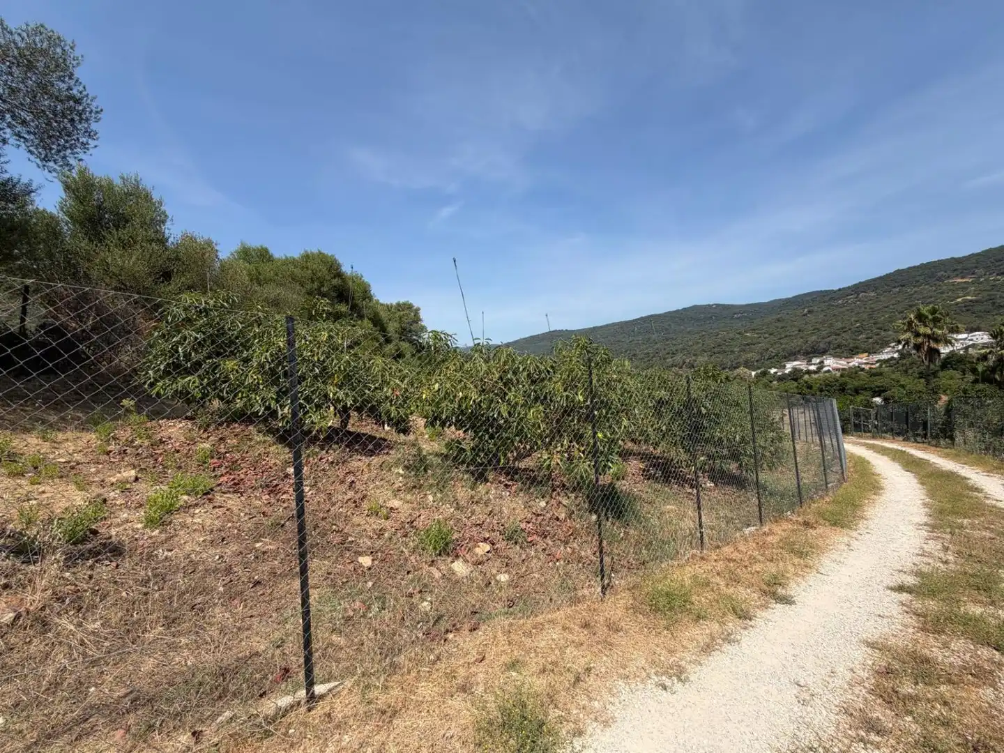 Finca rústica en venda en Gaucín amb Jardí privat, Terrassa i Piscina