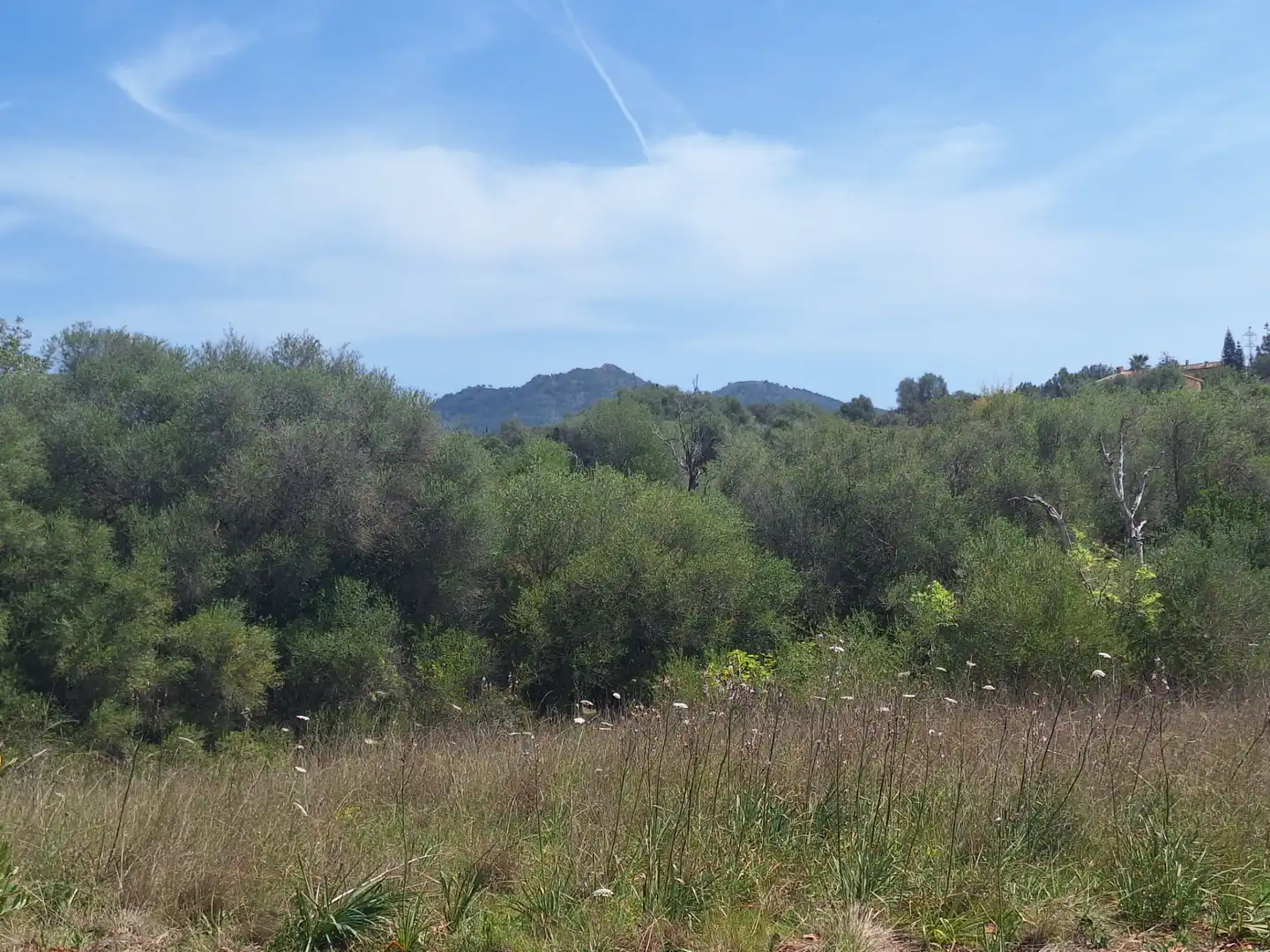 Rural land for sale in Sant Llorenç des Cardassar, imagen 8