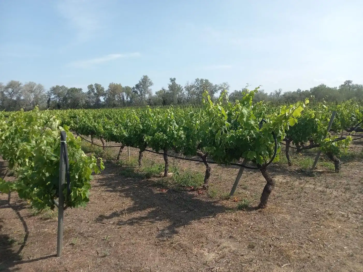 Lands and plots for sale in Ginestar, imagen 6