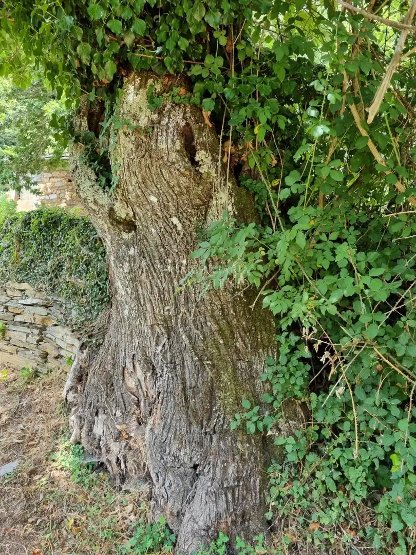 Vista exterior de Casa o xalet en venda en A Pobra do Brollón  amb Jardí privat