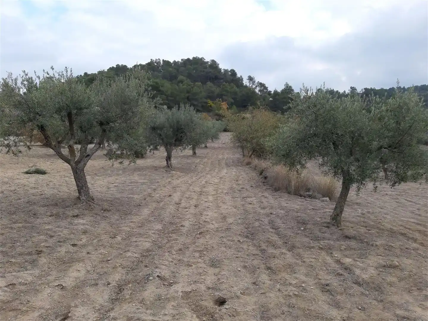 Grundstücke zum Verkauf in Maldà, Lleida