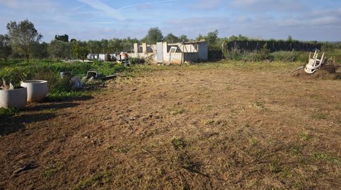 Parcela Rústica de 6.316 m2 en Felanitx  Zona Segona Volta