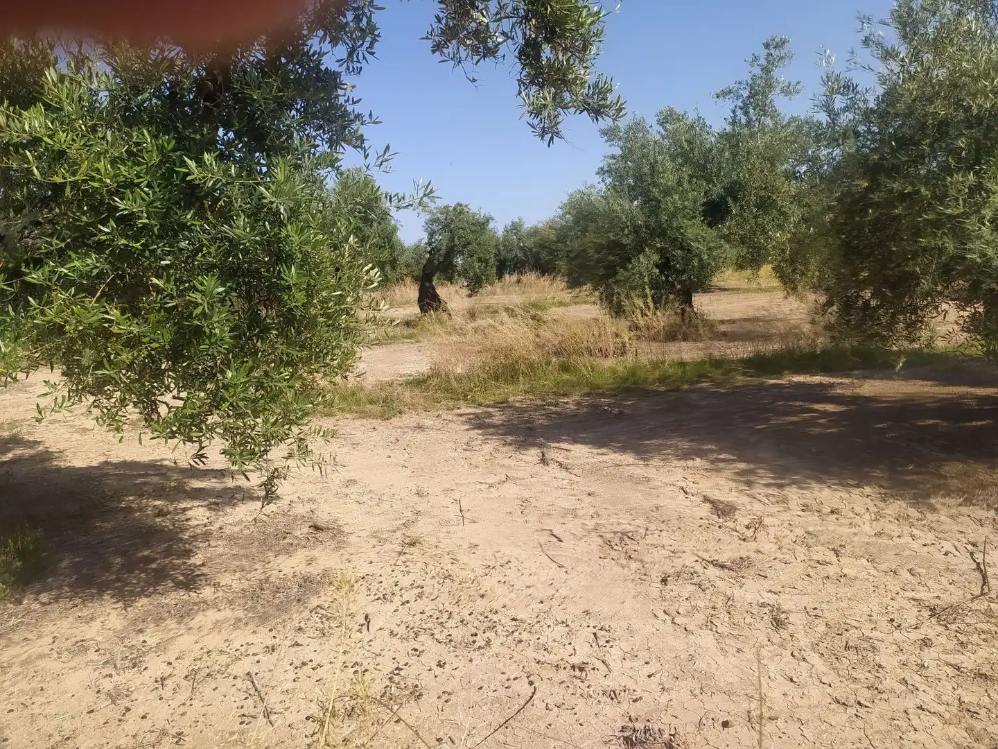 Terreni e lotti in vendita a Villanueva de la Reina, imagen 11