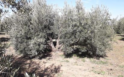 Finca rústica en venda en Maracena