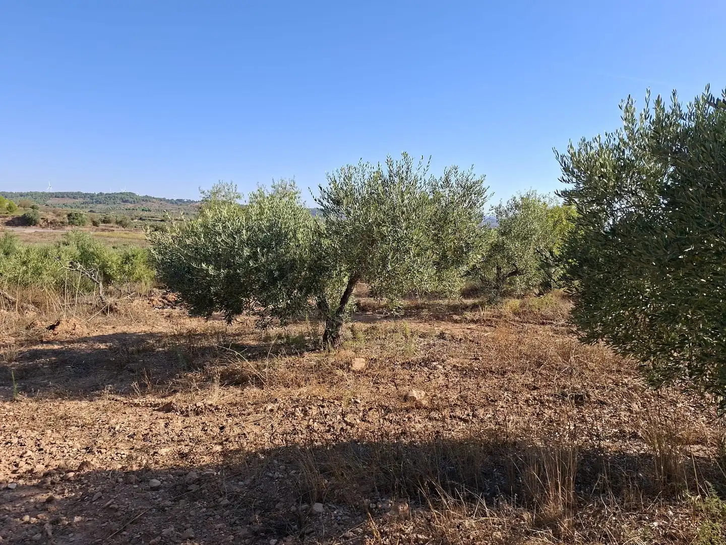 Terreno rustico in vendita a Diseminado Diseminats 6, imagen 7