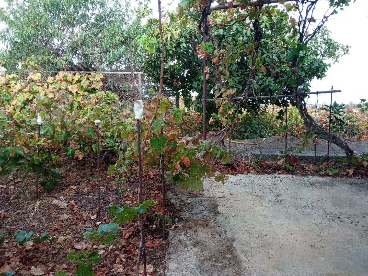Terreno rustico in vendita a Las Cuevas - Los Gómez, imagen 23