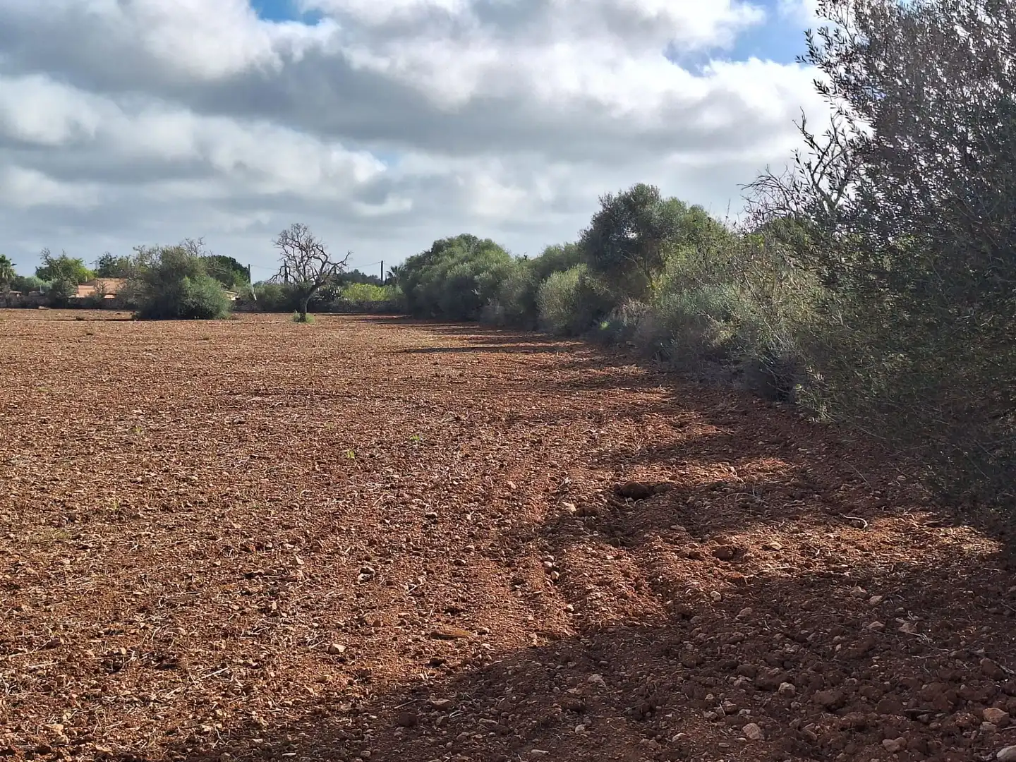 Terreno rustico in vendita a Llucmajor pueblo, imagen 5