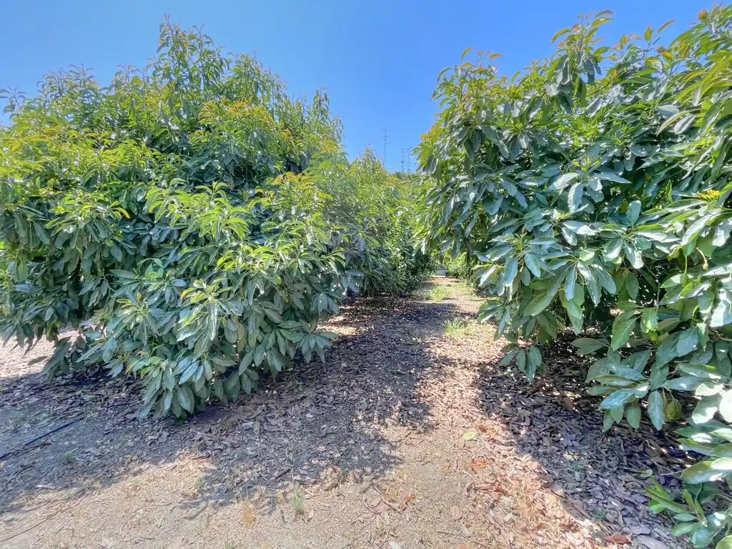 Finca rústica en venda en Benamocarra amb Jardí privat, Moblat i Forn