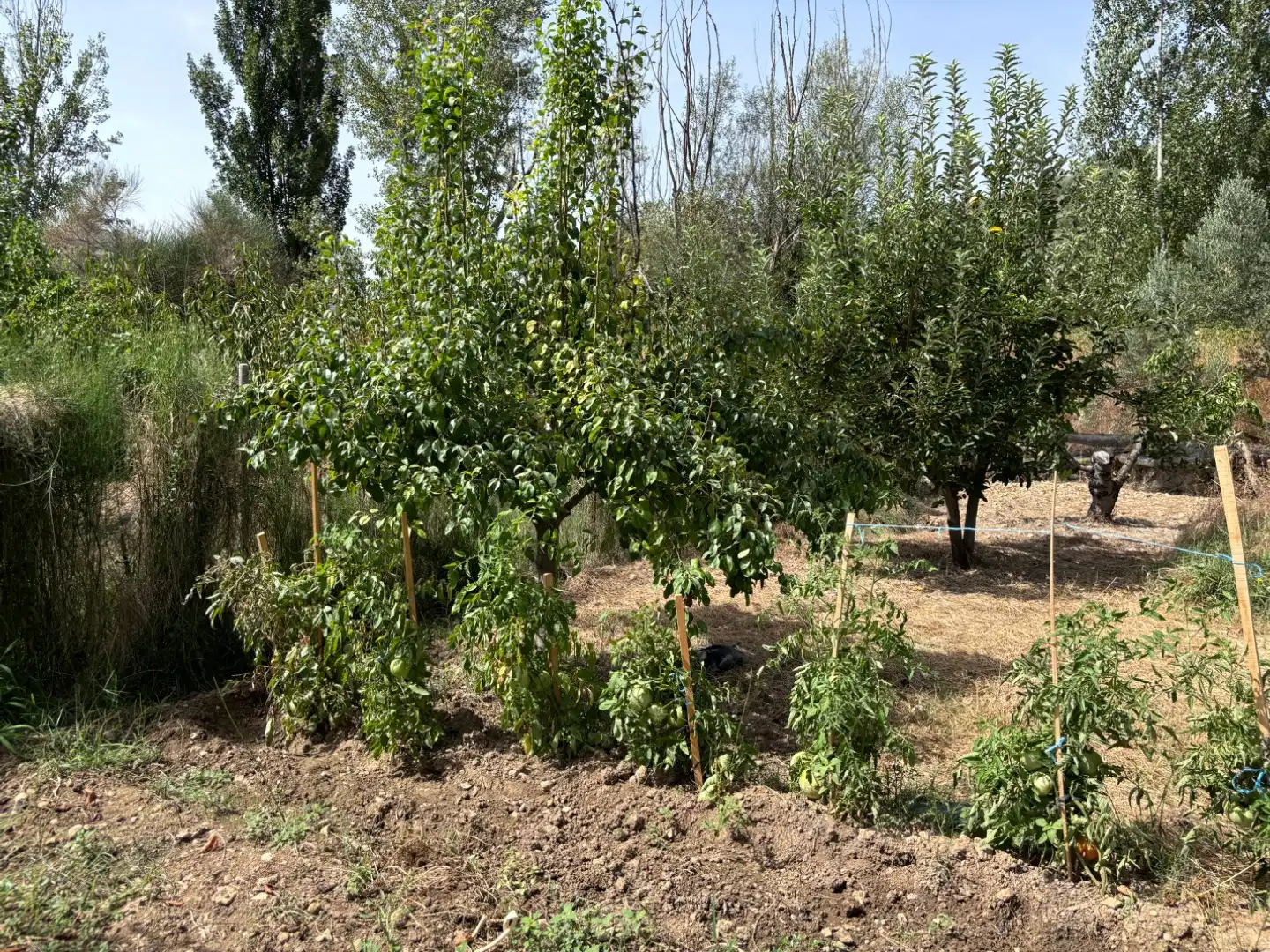 House with garden for sale in Avda de Jaen 47, imagen 20