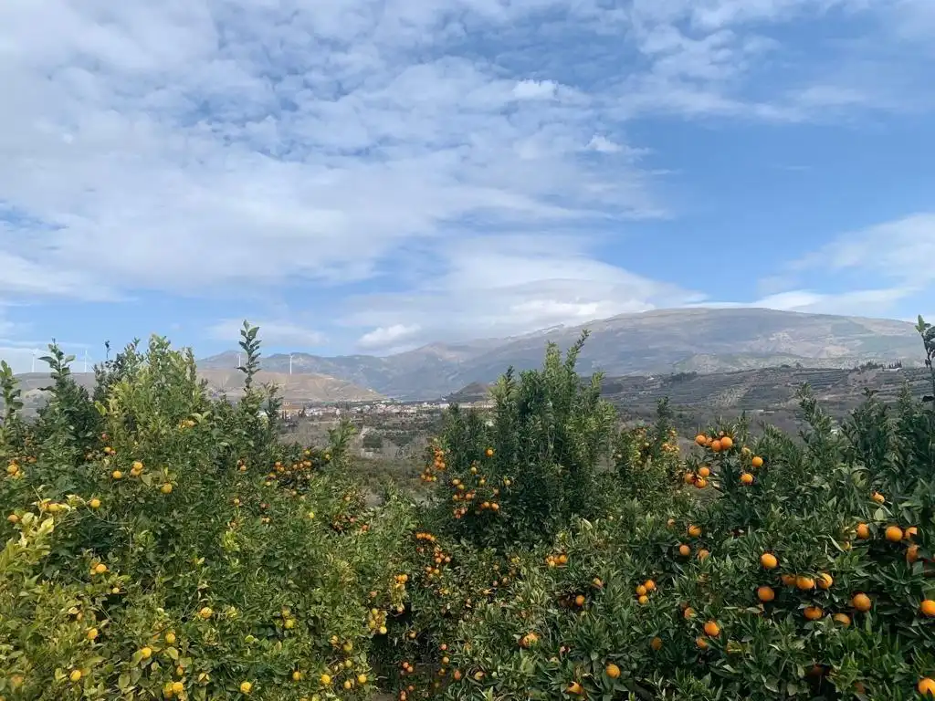 Vista exterior de Finca rústica en venta en Lecrín