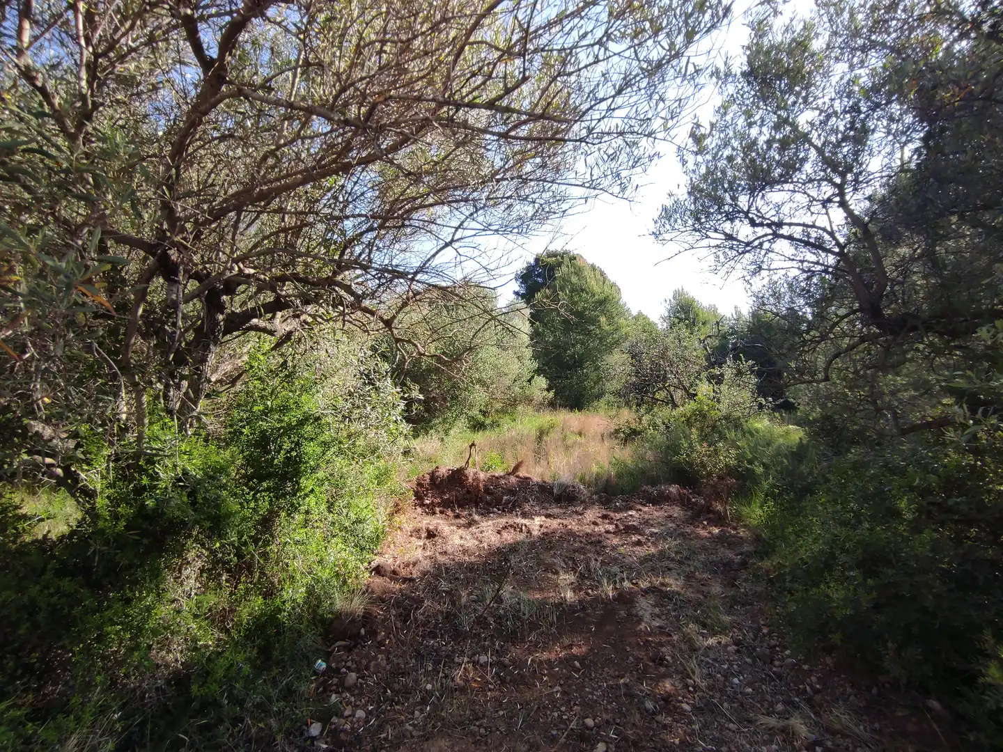 Rural land for sale in Alcanar, imagen 10