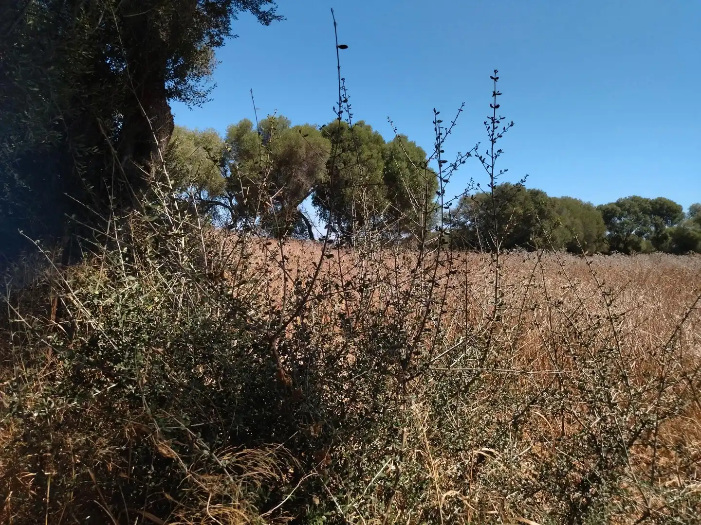 Terreno en venta en Vejer de la Frontera