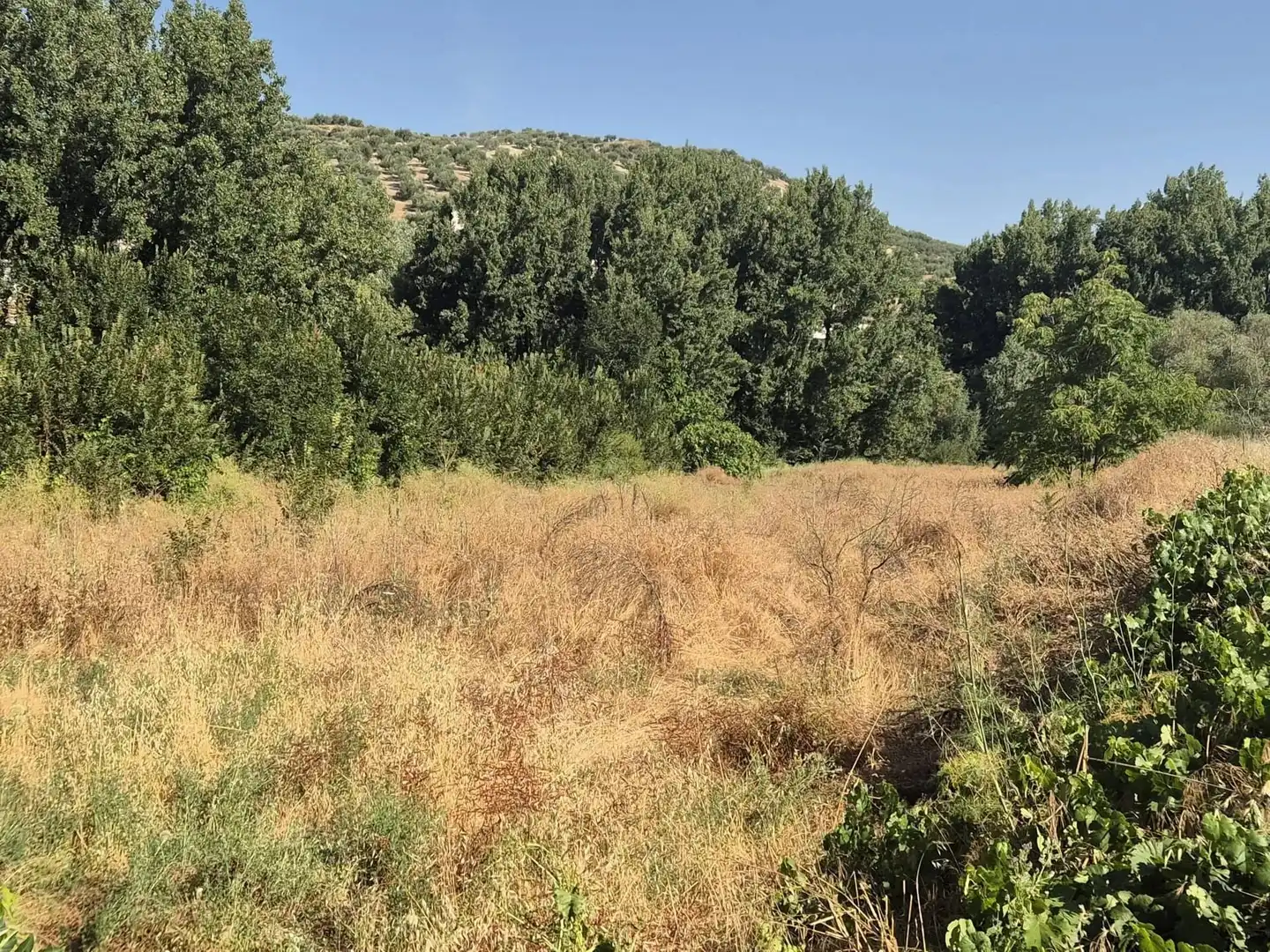 Terreno rústico en venta en Algarinejo, imagen 6