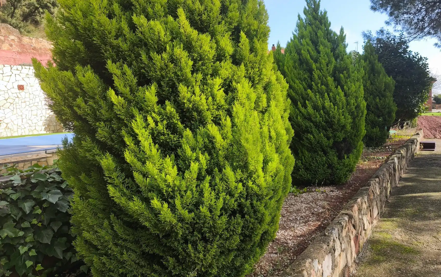 Jardí de Casa o xalet en venda en Cervelló amb Jardí privat, Terrassa i Piscina