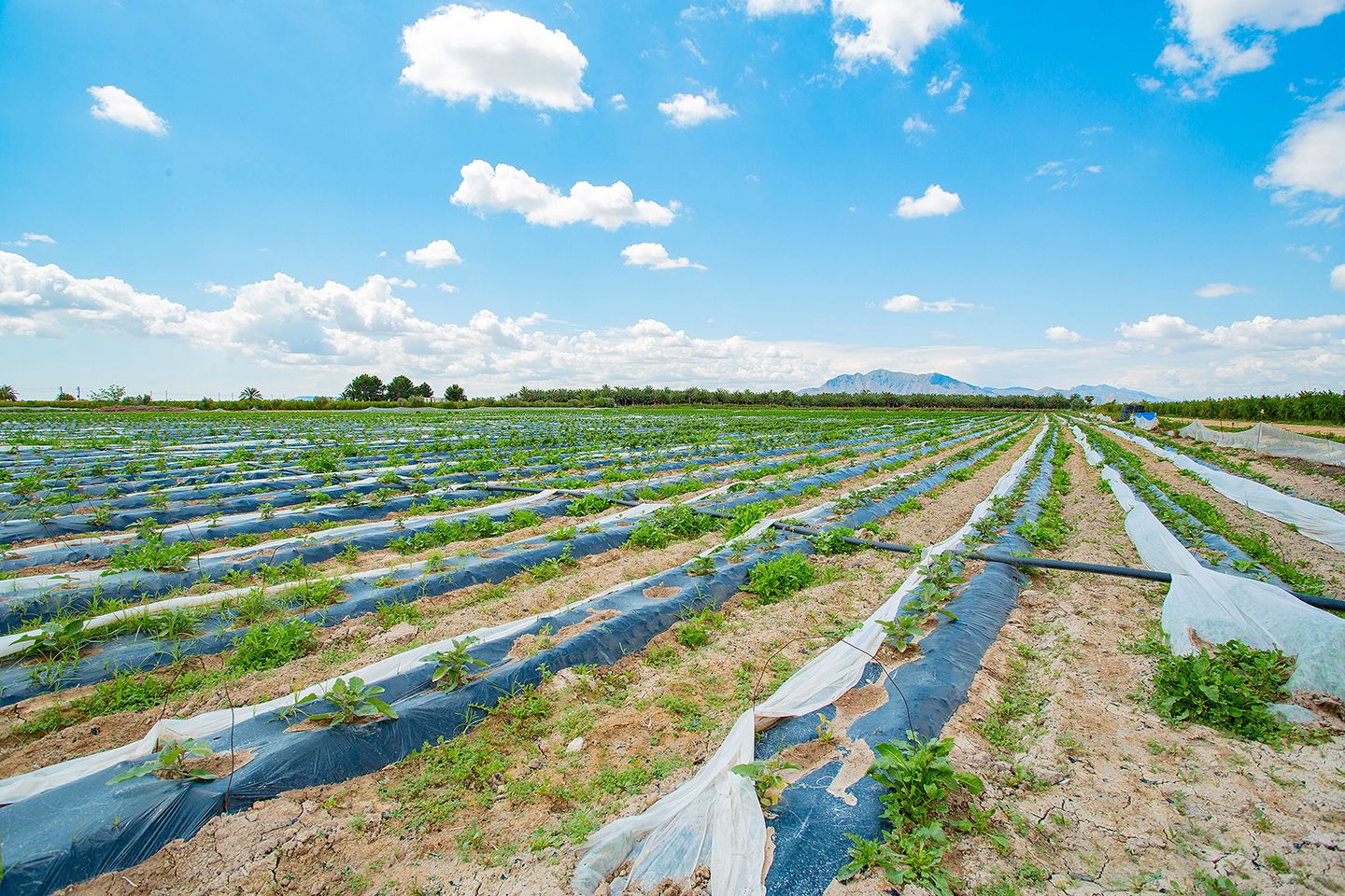 Country house for sale in San Isidro