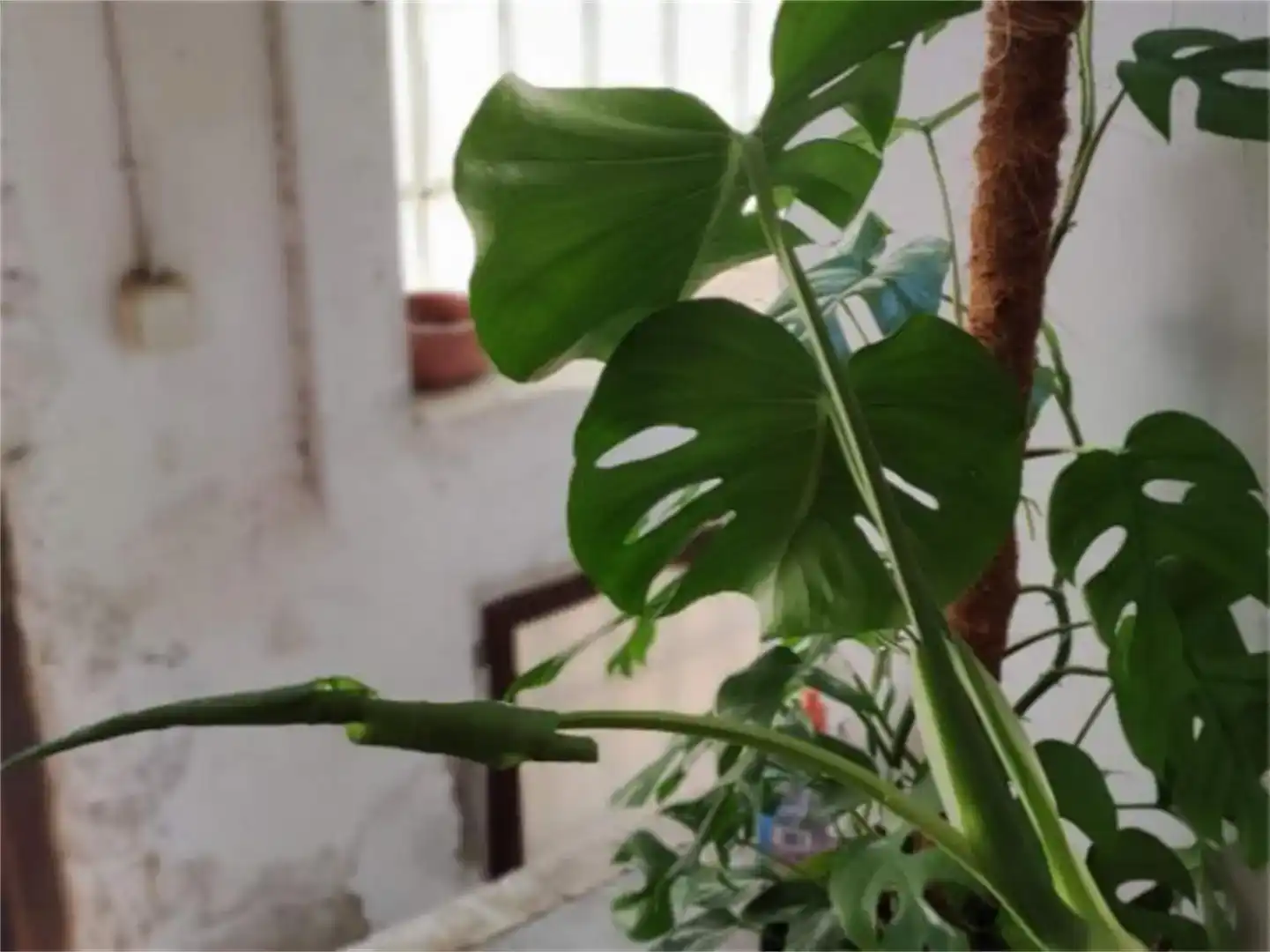 Garten von Fabrikhallen zur Miete in Sant Martí