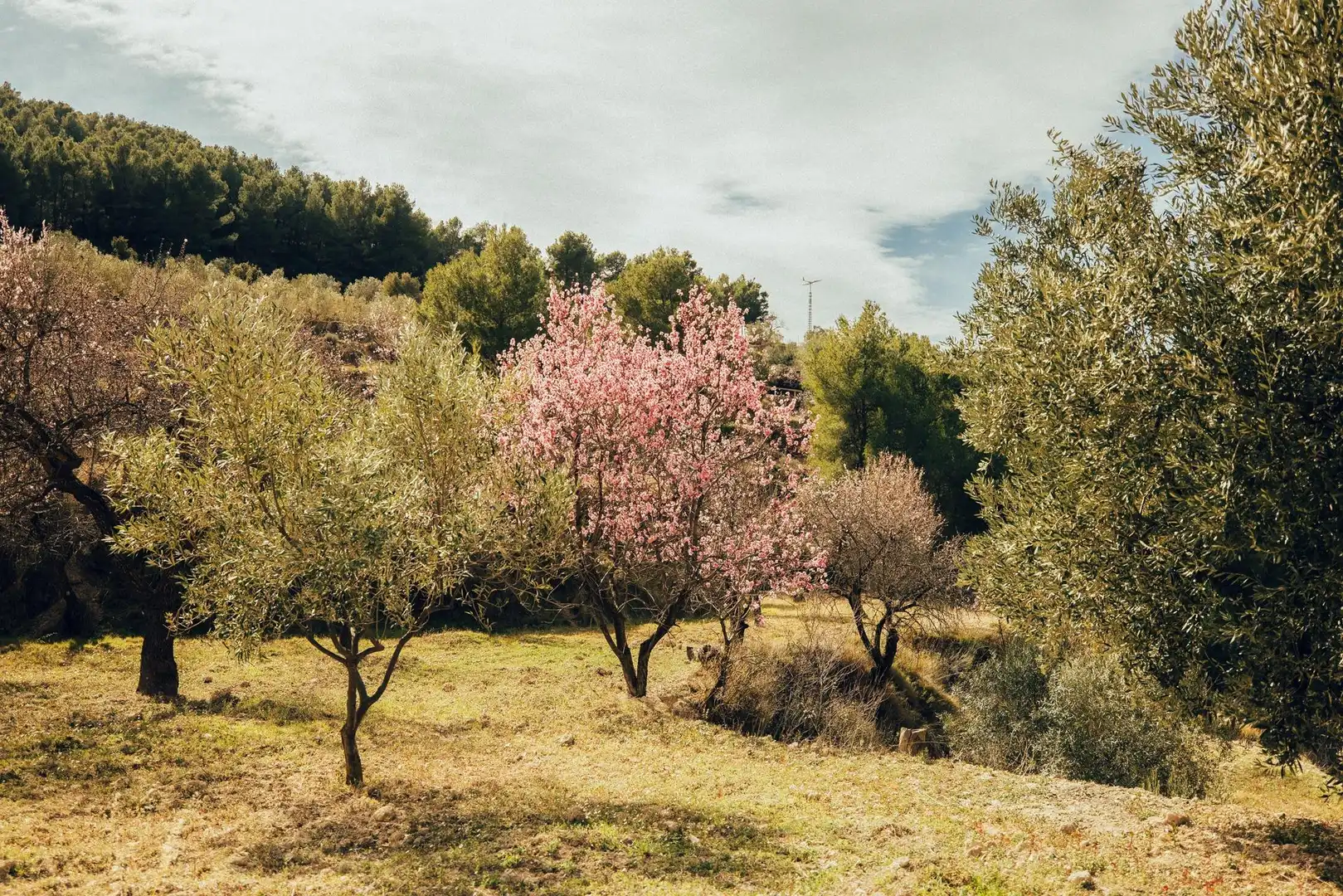 Jardí de Finca rústica en venda en Torremanzanas / La Torre de les Maçanes amb Jardí privat, Terrassa i Traster