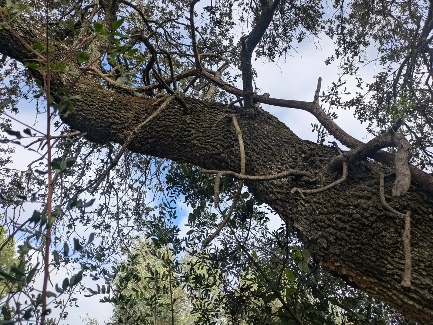 Jardí de Residencial en venda en Bollullos de la Mitación