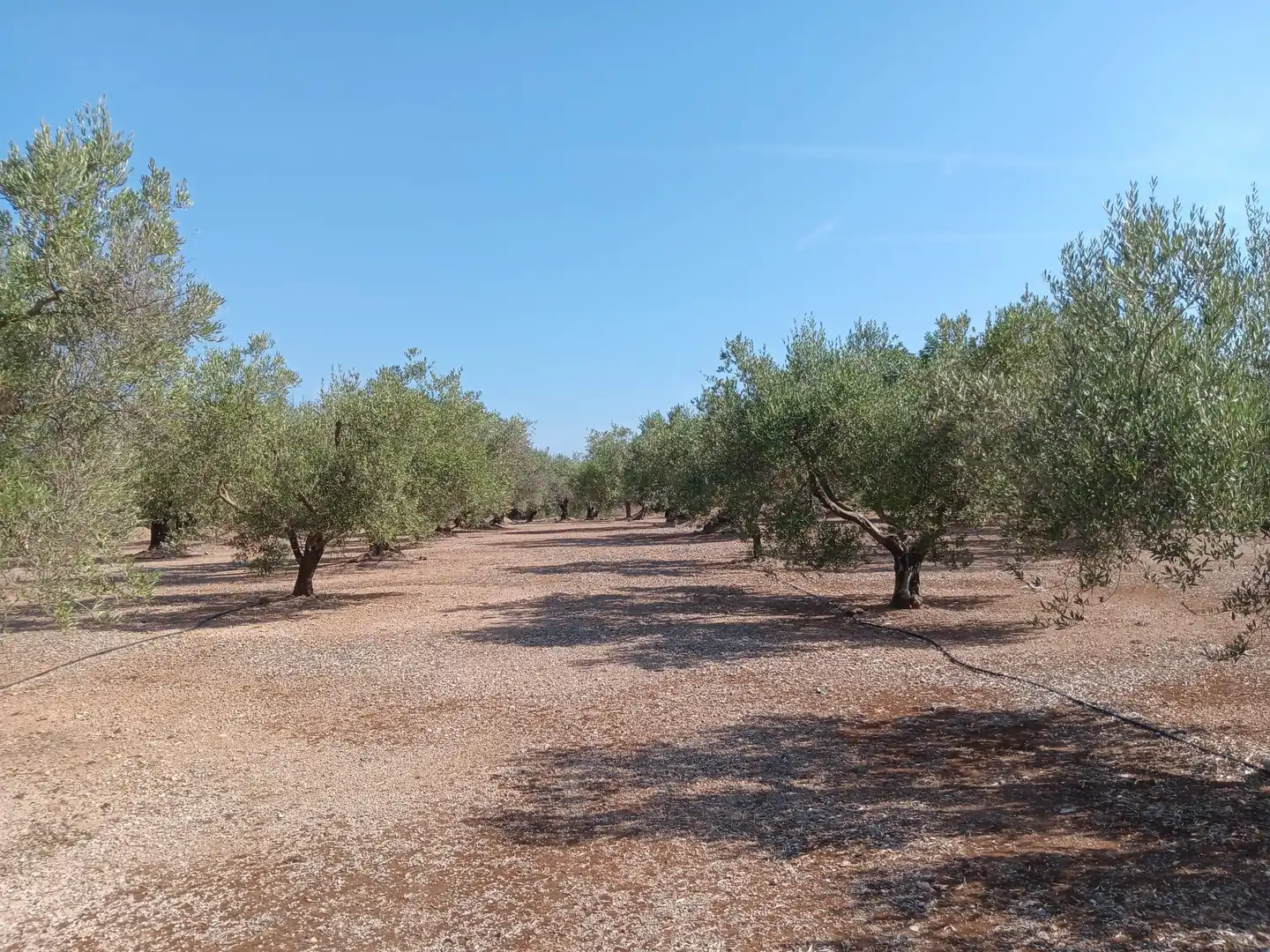 Lands and plots for sale in Roquetes, imagen 28
