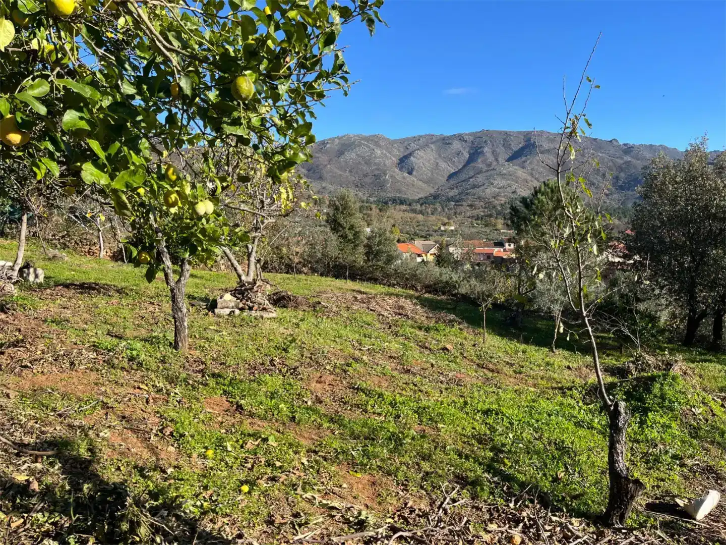Terreno en venta en Valverde del Fresno