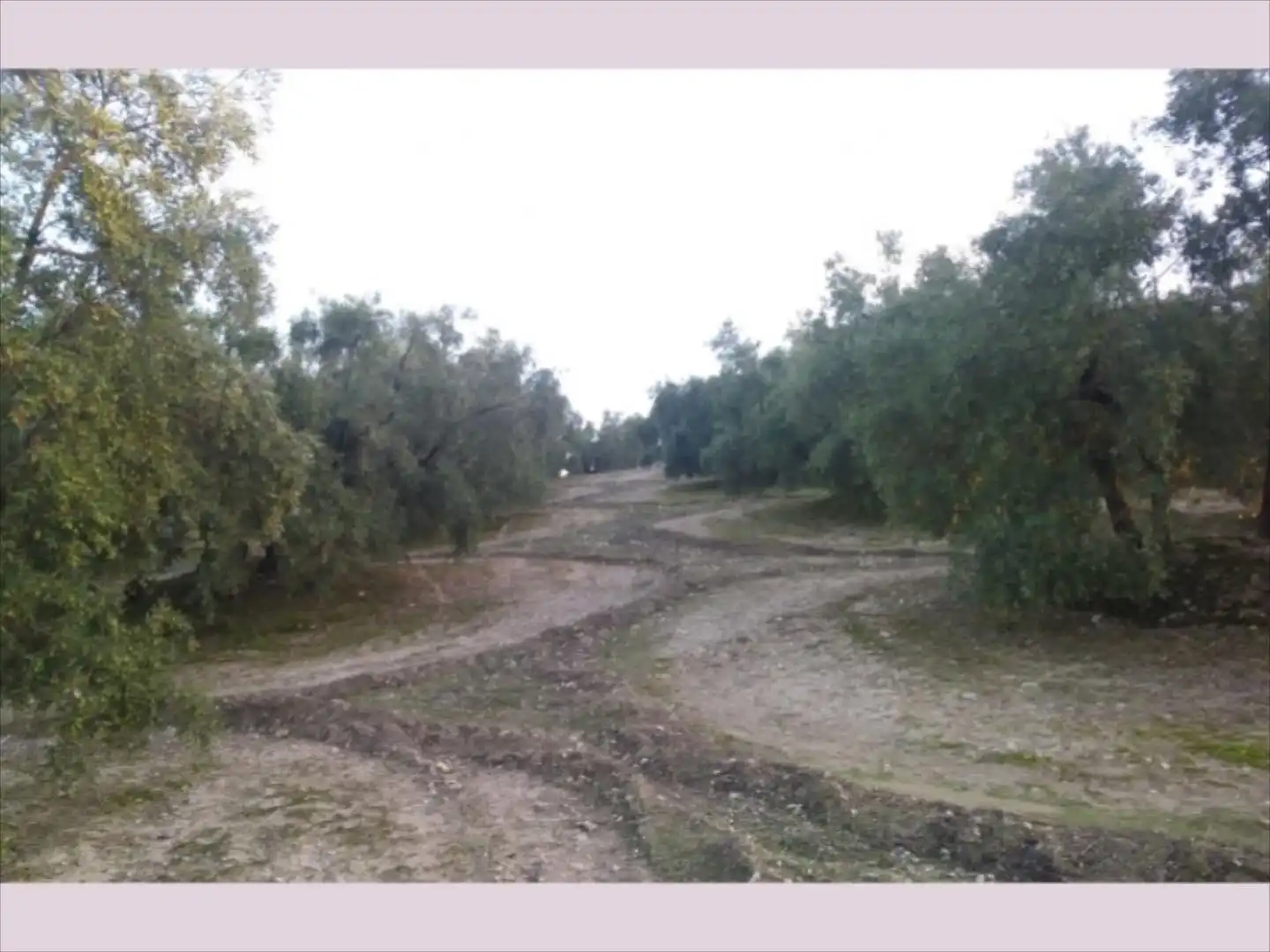 Terreno rustico in vendita a Cabra, imagen 12