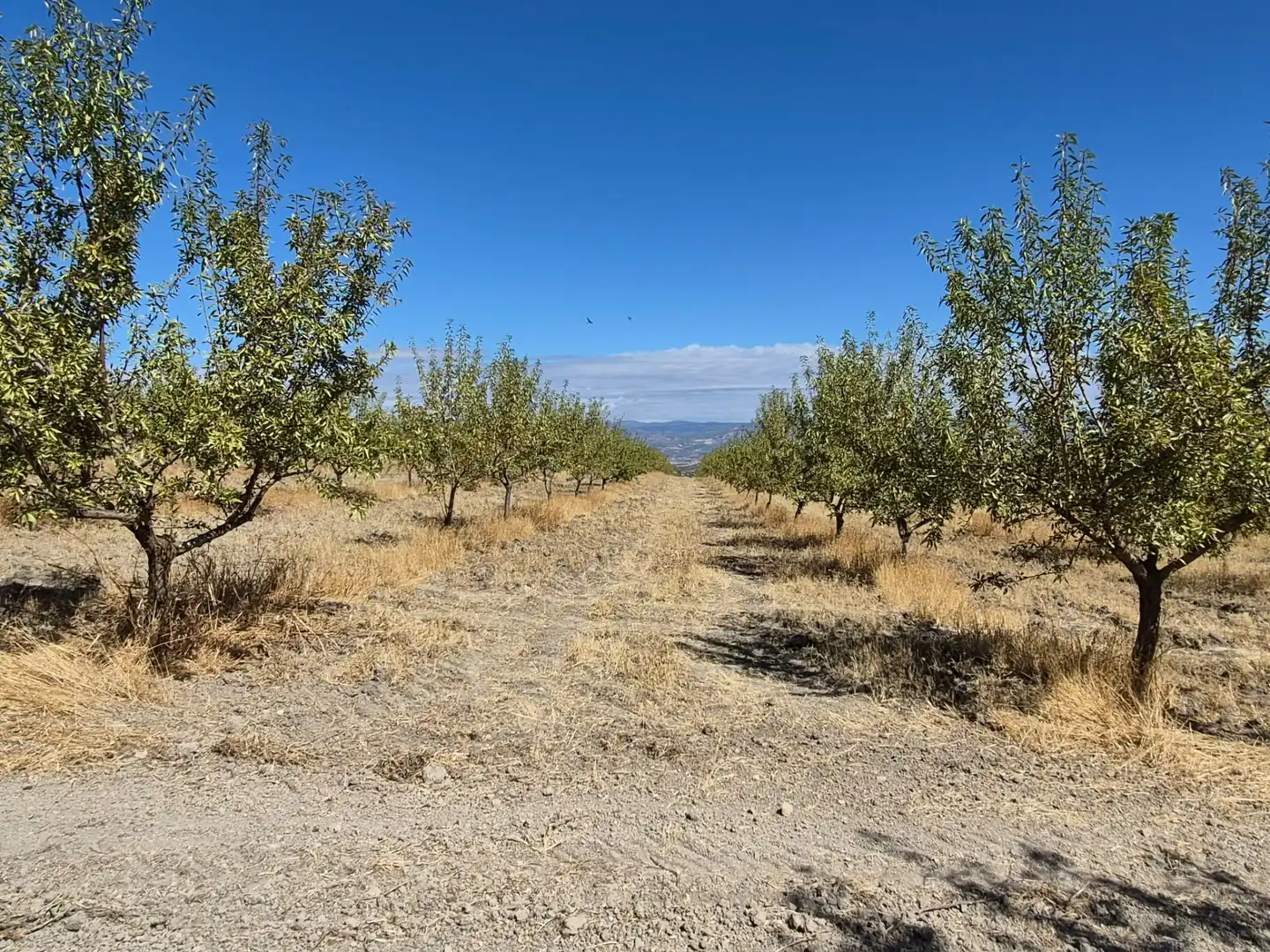 Terreny rústic en venda a Alhama de Granada, imagen 25