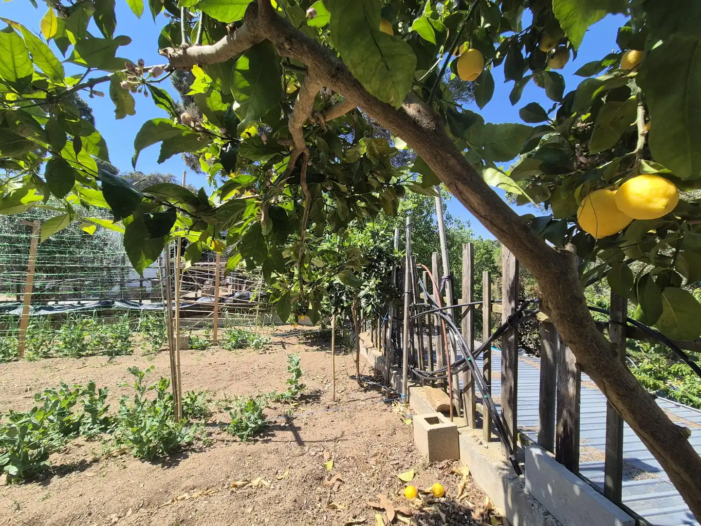 Garden of Houses for sale in Tordera  with Heating, Private garden and Terrace