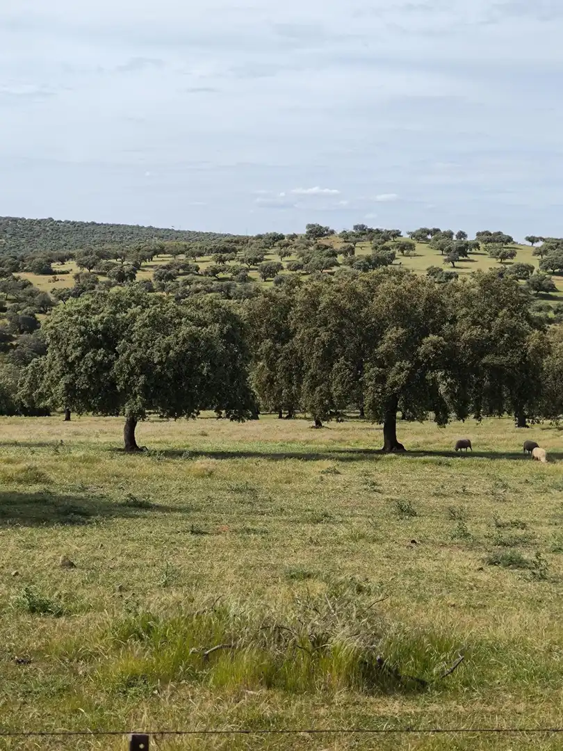 Rural land for sale in Fuente Obejuna, imagen 27