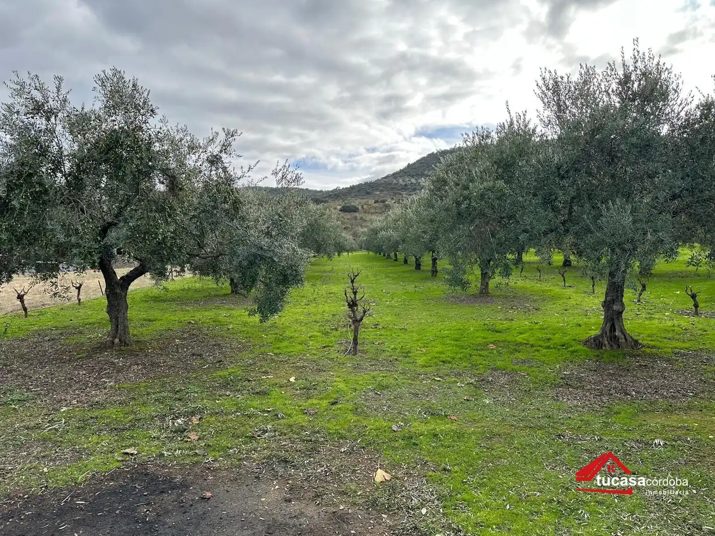 Terreno rustico in vendita a Villanueva del Rey, imagen 30