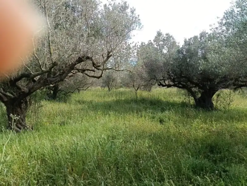 Finca rústica en venda en Aldover amb Piscina
