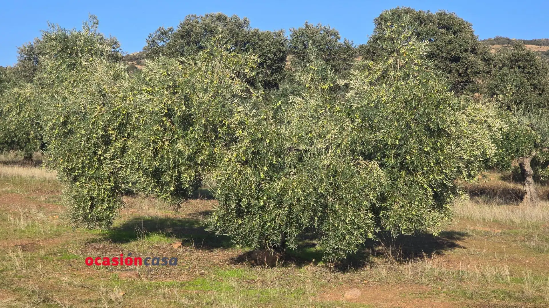 Wohnbaugrundstück zum Verkauf in La Granjuela, imagen 4